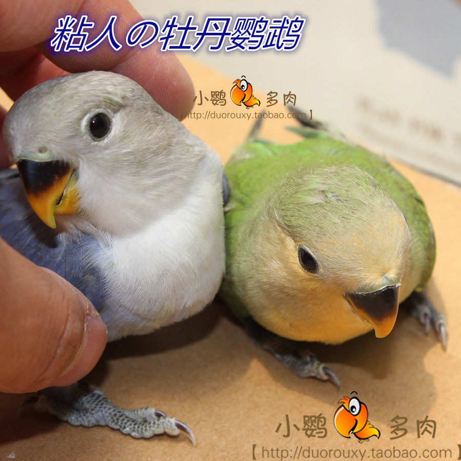 手养牡丹鹦鹉幼鸟会说话包活