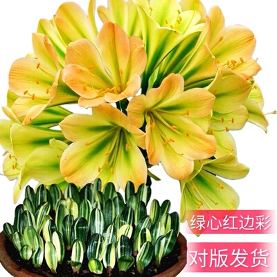 君子兰金丝彩兰小苗鸳鸯室内盆栽