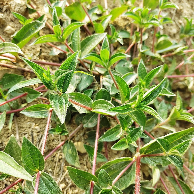 雾水葛糯米藤捆仙绳糯米菜捆仙绳
