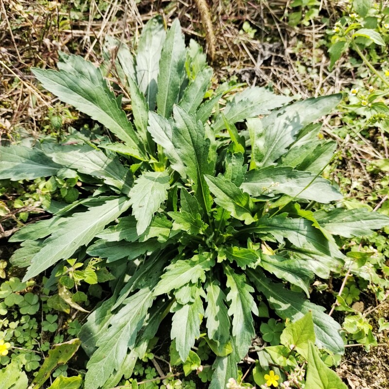 贵州中草药绿植小蓬草小白酒菊加拿大飞蓬新鲜现采晒干小飞蓬植物