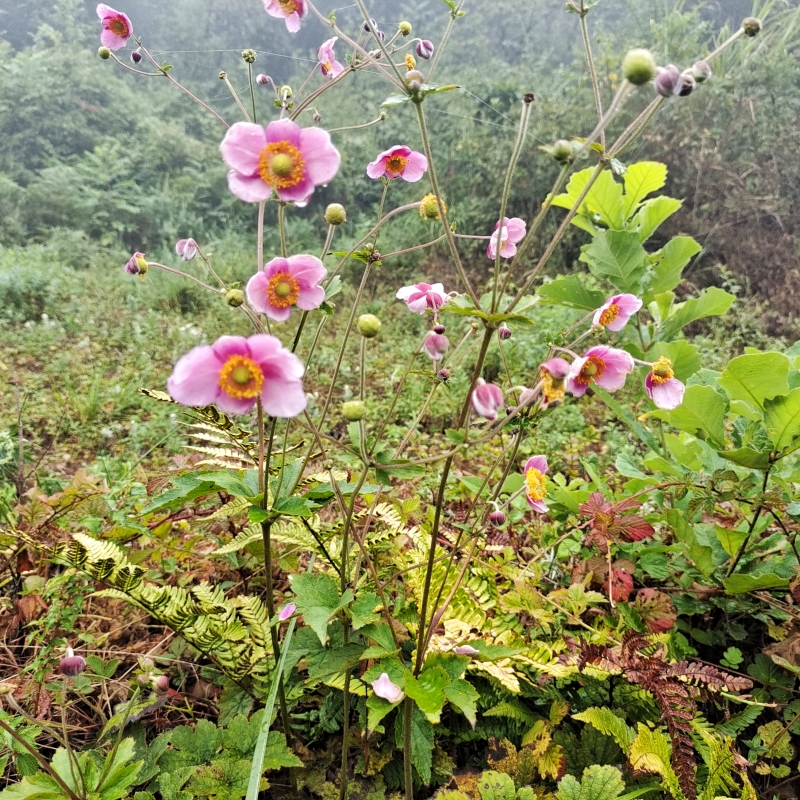 秋牡丹多年生耐寒宿根野棉花打破碗碗花观赏花植物庭院盆栽白头翁