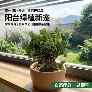 贵州凹叶景天圆叶景天多肉植物护盆草马牙半支莲石板还阳阳台盆栽