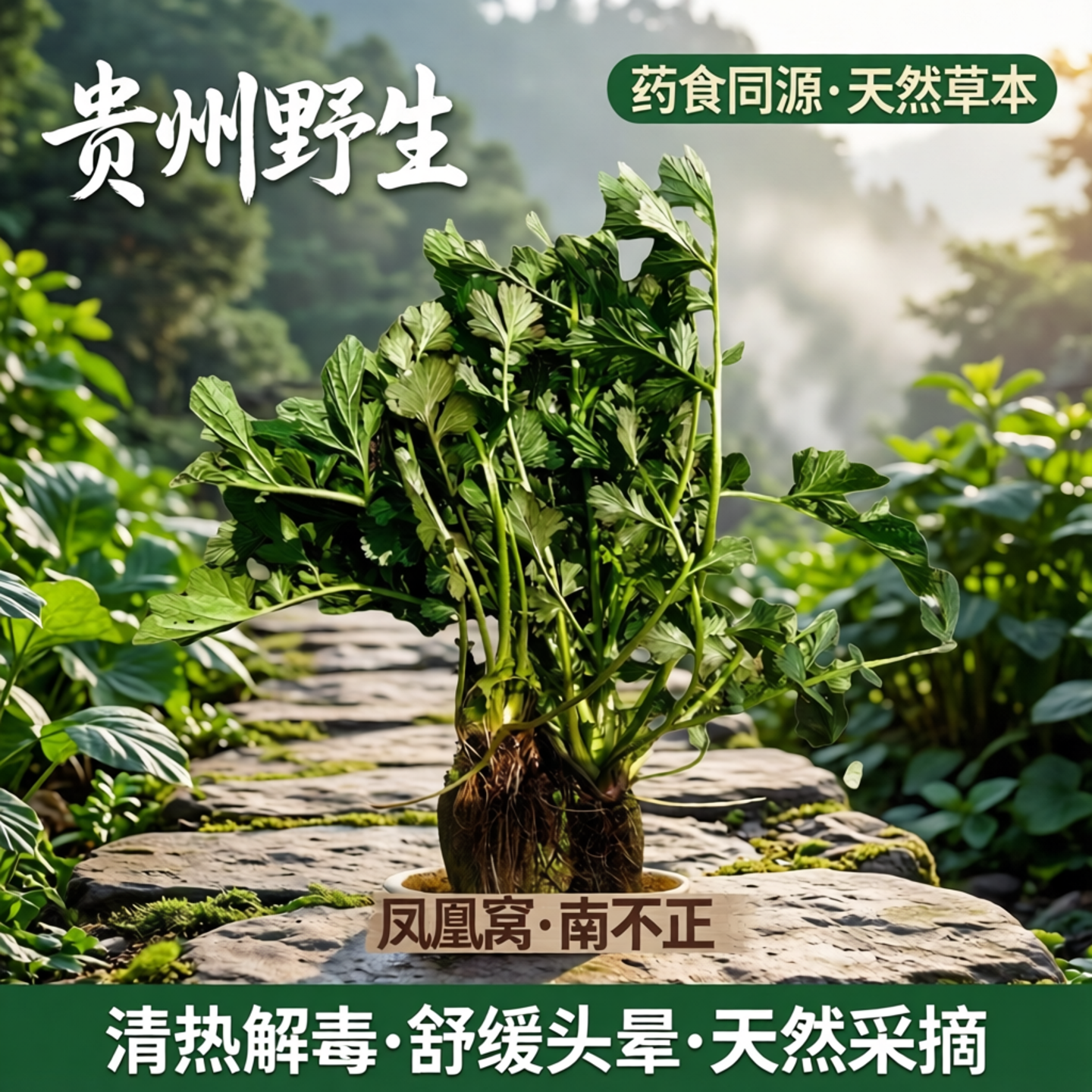 贵州野生蓝布正药食同源南不正 路边青 水杨梅头晕药兰布正凤凰窝