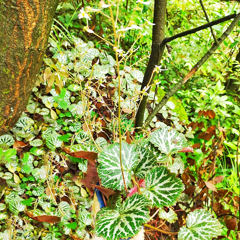 贵州虎耳草中药材新鲜药用