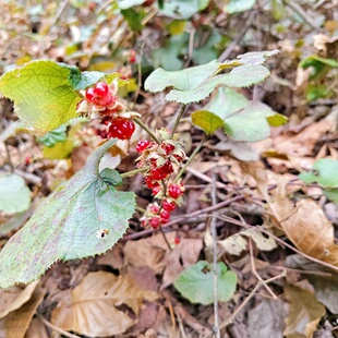 中草药寒莓肺形草肺痈草倒地冬寒刺泡山火莓水漂沙踏地杨梅过江龙
