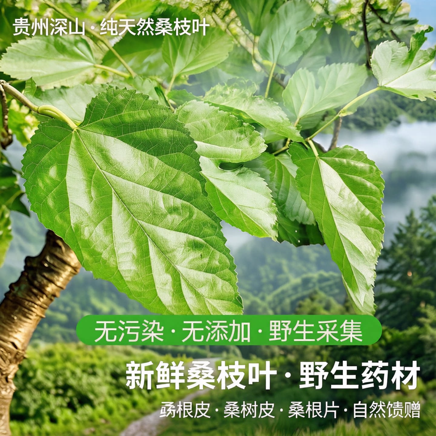 贵州深山中药材新鲜桑树枝嫩桑枝叶桑树棍桑根皮桑树皮桑叶桑根片