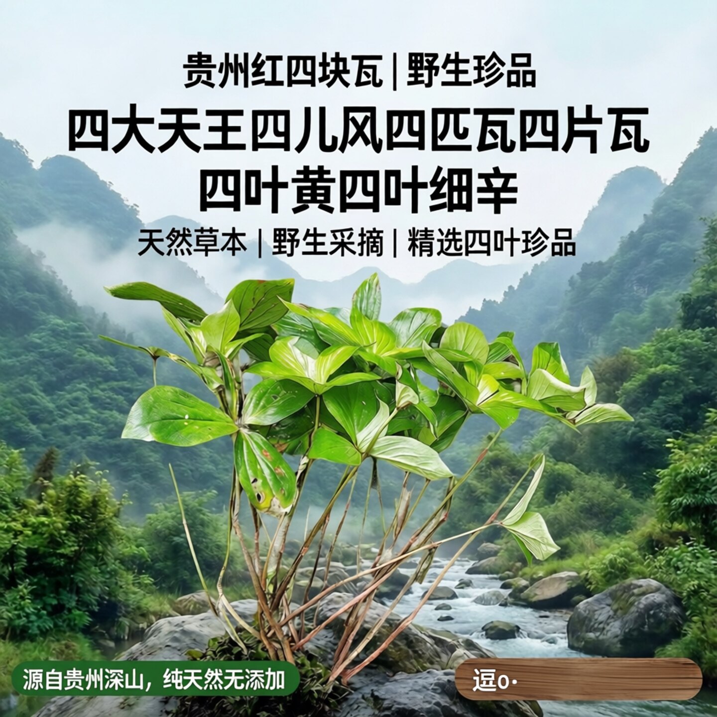 贵州红四块瓦 落地梅四大天王四儿风四匹瓦四片瓦 四叶黄四叶细辛 - 实物图