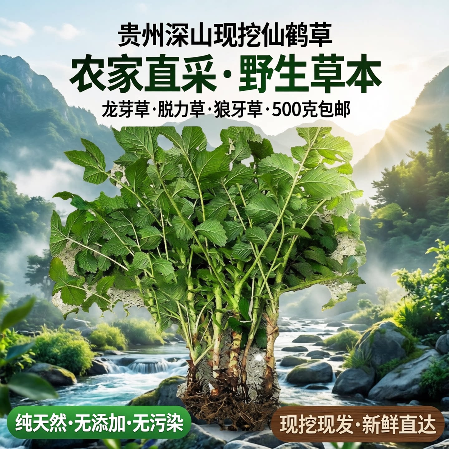 贵州农家新鲜仙鹤草 龙芽草 脱力草 深山狼牙草现挖现发500克包邮