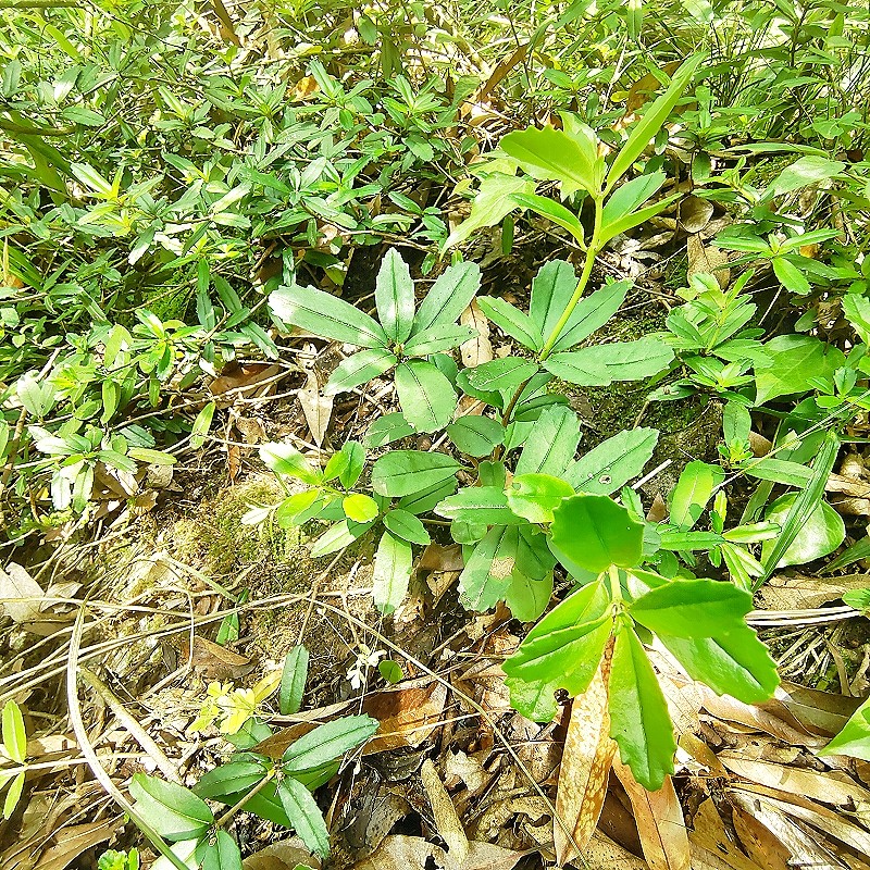 贵州新鲜吊石苣苔千锤打白棒头瓜子菜岩泽兰岩豇豆石吊兰岩头三七