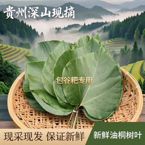 贵州深山现摘桐子叶 新鲜油桐树叶包谷粑桐子叶粑粑叶子现采现发