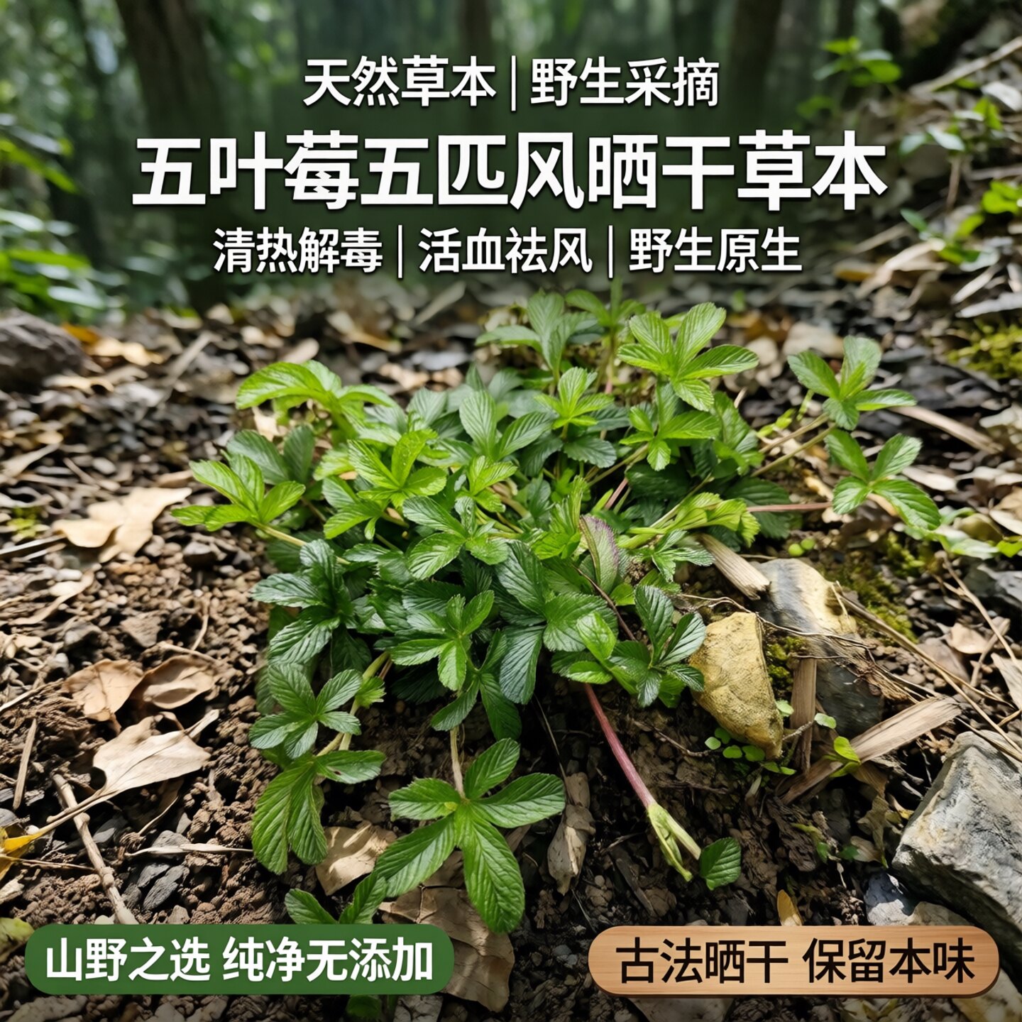 新鲜中草药蛇含委陵菜五匹风五星草蛇含草五爪龙五叶莓五皮风晒干 - 实物图