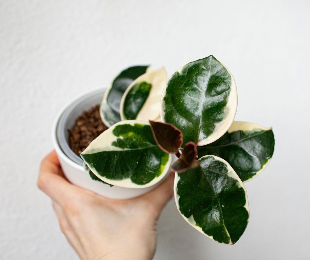 雪球外锦球兰  hoya snowball albomarginata 室内盆栽绿植花卉