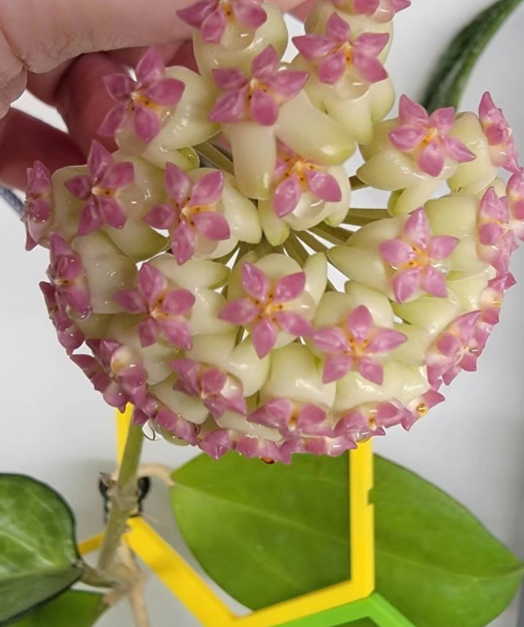 丽雅球兰 大苗 hoya icensis023 室内阳台客厅垂吊爬藤绿植花卉