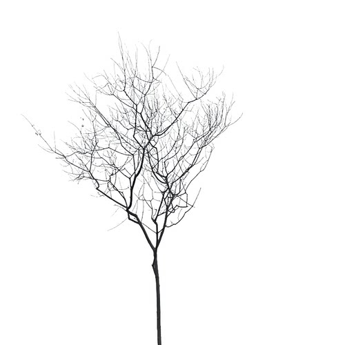 真树枝假树枝道具装饰树干树枝干枝干树枯树装饰天然树枝树杆
