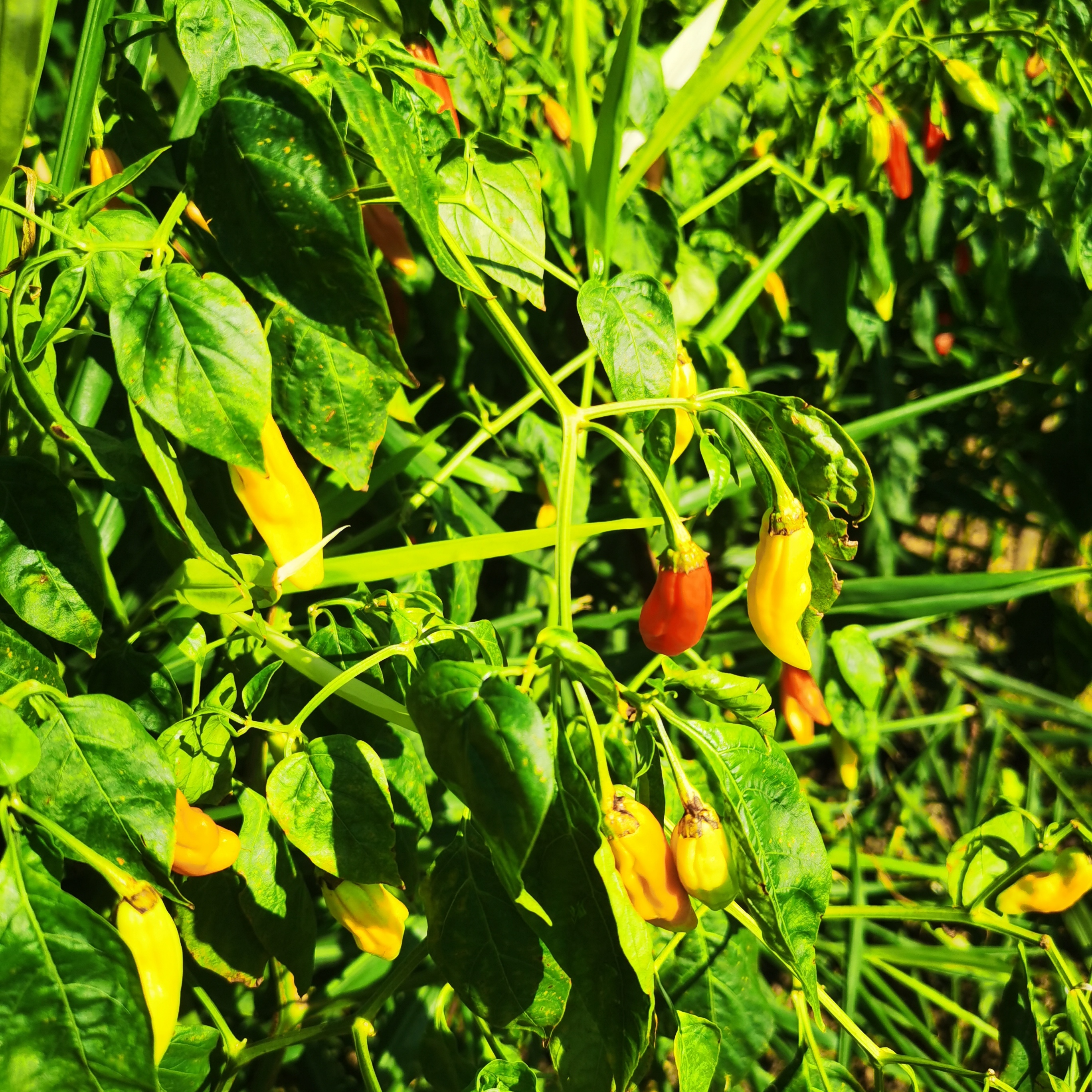 江西赣南寻乌野山椒红辣椒小米椒