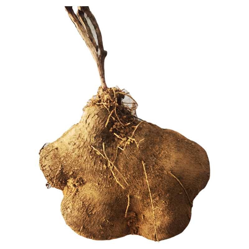 江西赣南特产农家自种寻乌紫色大薯脚板薯非山药