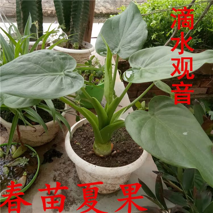 滴水观音盆栽办公阳台绿色花卉植物