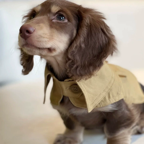 Дом День Mengle Pet Dog Club Straight Summer Causase Dog Dubin маленькая собака британская влажная плетеная траншея