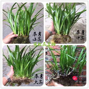 水培石菖蒲水剑草挺水植物龟缸过滤造景绿植办公室盆栽庭院包邮