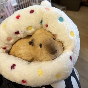 荷兰猪睡窝仓鼠躲避屋冬季保暖棉窝金丝熊花枝鼠豚鼠加厚过冬睡袋