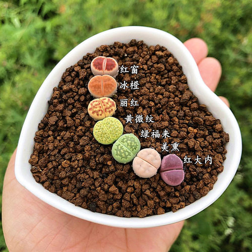 石生花植物价格 石生花植物图片 星期三