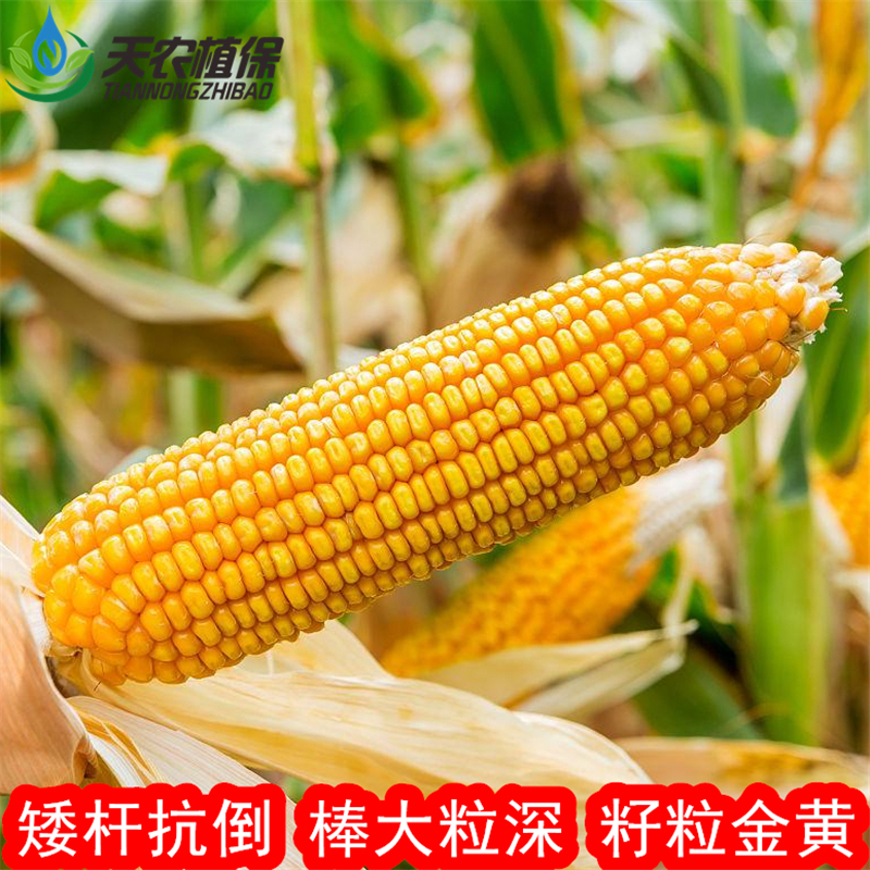 國審源玉66雜交玉米種子苞谷種籽