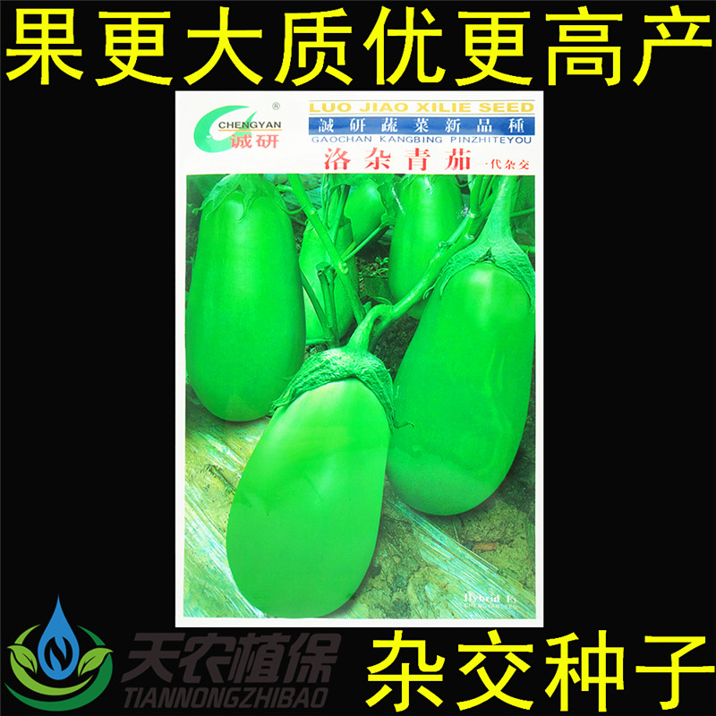 诚研洛杂青茄杂交绿皮茄子种子