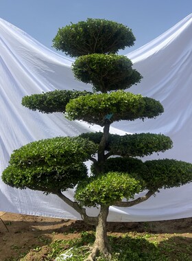 黄杨造型树小叶瓜子黄杨庭院造型树别墅造型黄杨树黄杨树四季常青