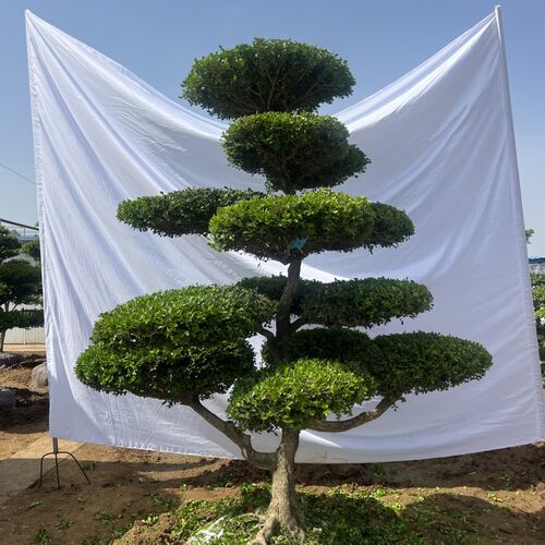 黄杨庭院造型树四季常青珍贵树种