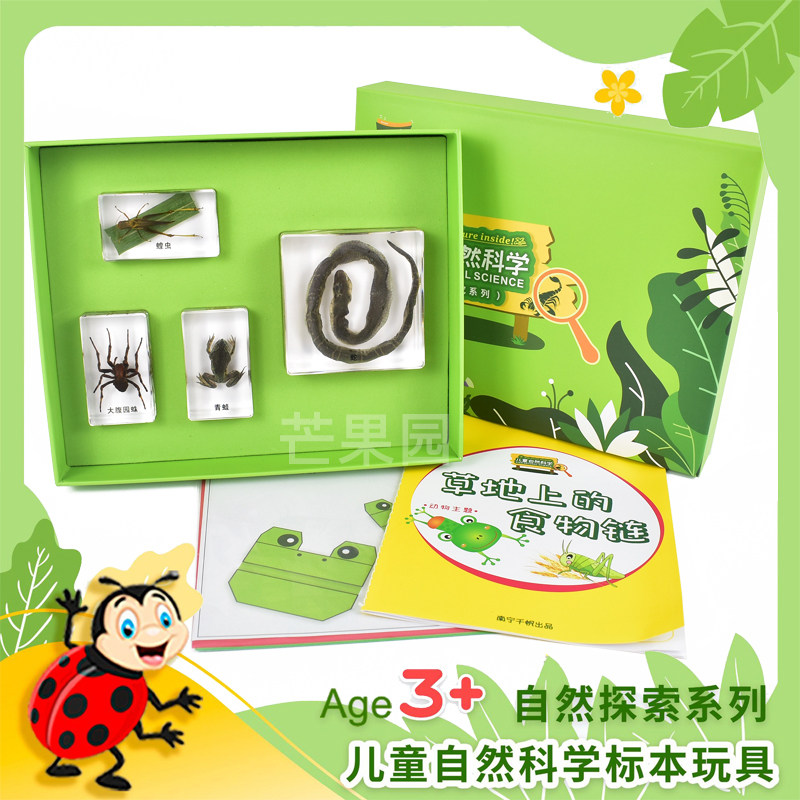 草地上的食物链幼儿园教学小动物昆虫生长实验室自然科学教玩具