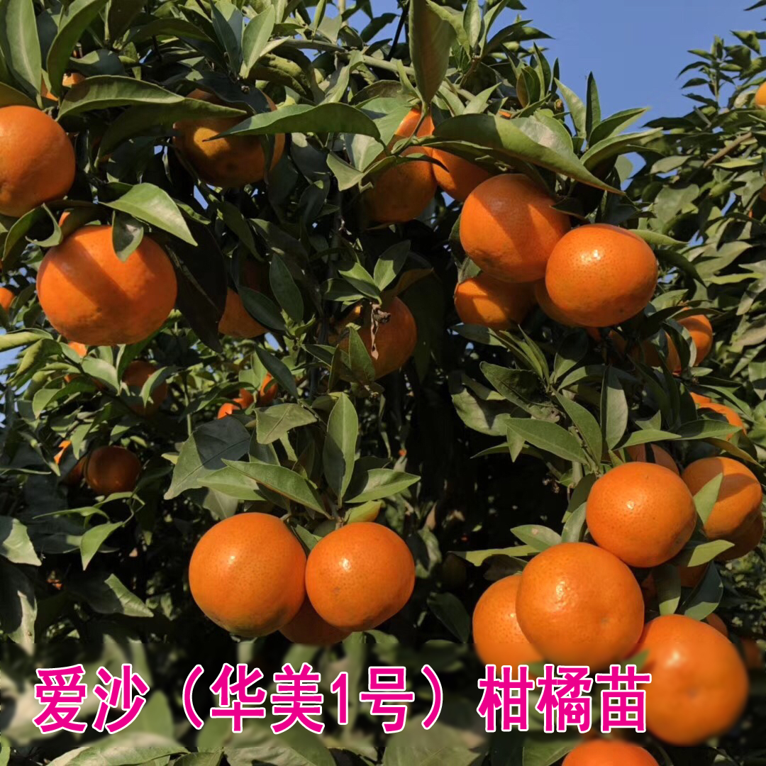 爱沙(爱莎)华美1号  嫁接柑橘苗 早熟杂交柑桔新品种果树苗木
