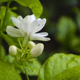 广西横县阿拉伯小花茉莉原精10ml溶剂萃取头香原精细腻清新自然