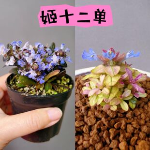 开花山野草窗台微型窗台小绿植盆栽四季阳台植物懒人好养净化空气