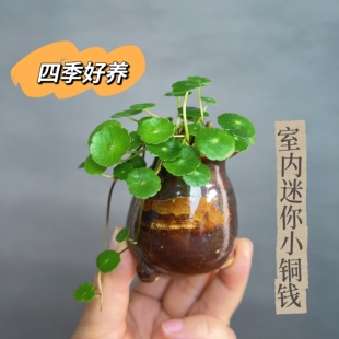办公室桌面迷你小绿植小盆景盆栽耐阴喜阴室内好养茶台桌面铜钱草