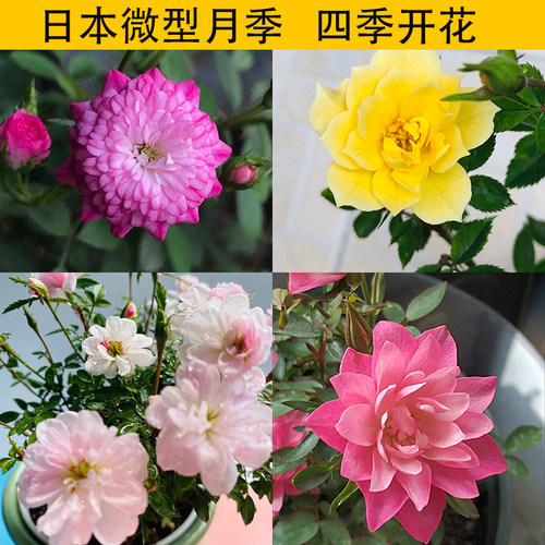 超微绿植月季花迷你小盆栽