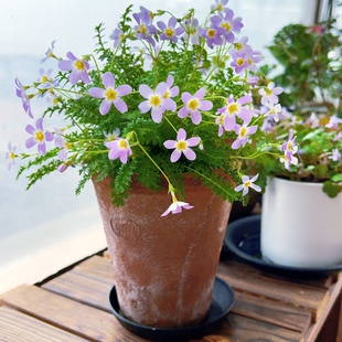 姬羽叶报春多年生草本耐阴花卉花期长盆栽阳台庭院易爆盆小绿植