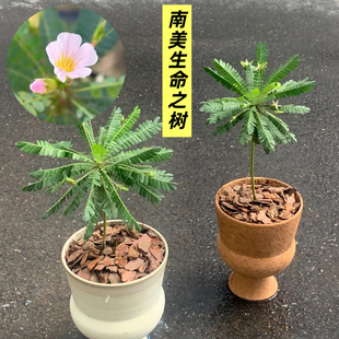 南美生命树迷你小盆栽雨林植物室内耐阴桌面小盆栽感应草夏威夷伞