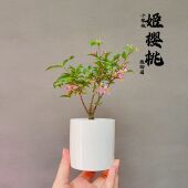 姬樱桃迷你微植物盆景盆栽阳台窗台小绿植会开花好养喜半阴