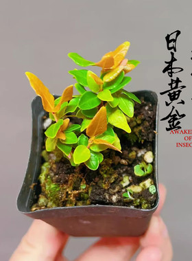 黄金缩缅葛微型盆景素材小苗阳台观叶小盆栽常绿小绿植物室内好养
