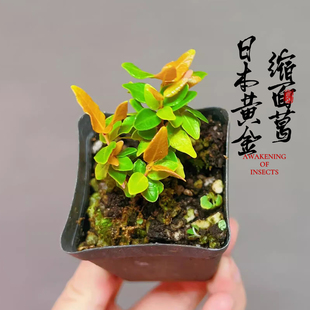 黄金缩缅葛微型盆景素材小苗阳台观叶小盆栽常绿小绿植物室内好养