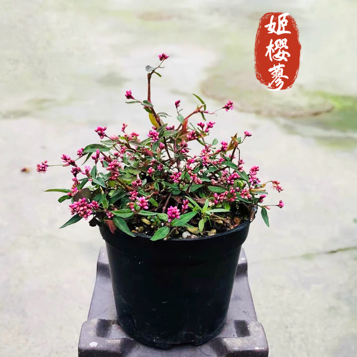 多年生观花 日本山野草 姬樱蓼 低矮型盆栽 开两季花