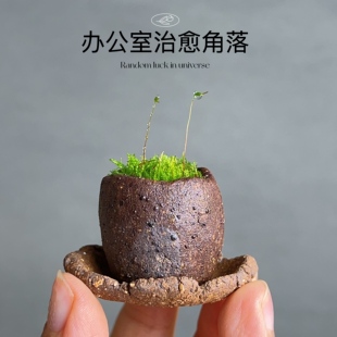 拇指盆小豆盆青苔短绒微景观苔藓苔玉青苔盆栽室内幼儿园绿植