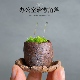 拇指盆小豆盆青苔短绒微景观苔藓苔玉青苔盆栽室内幼儿园绿植
