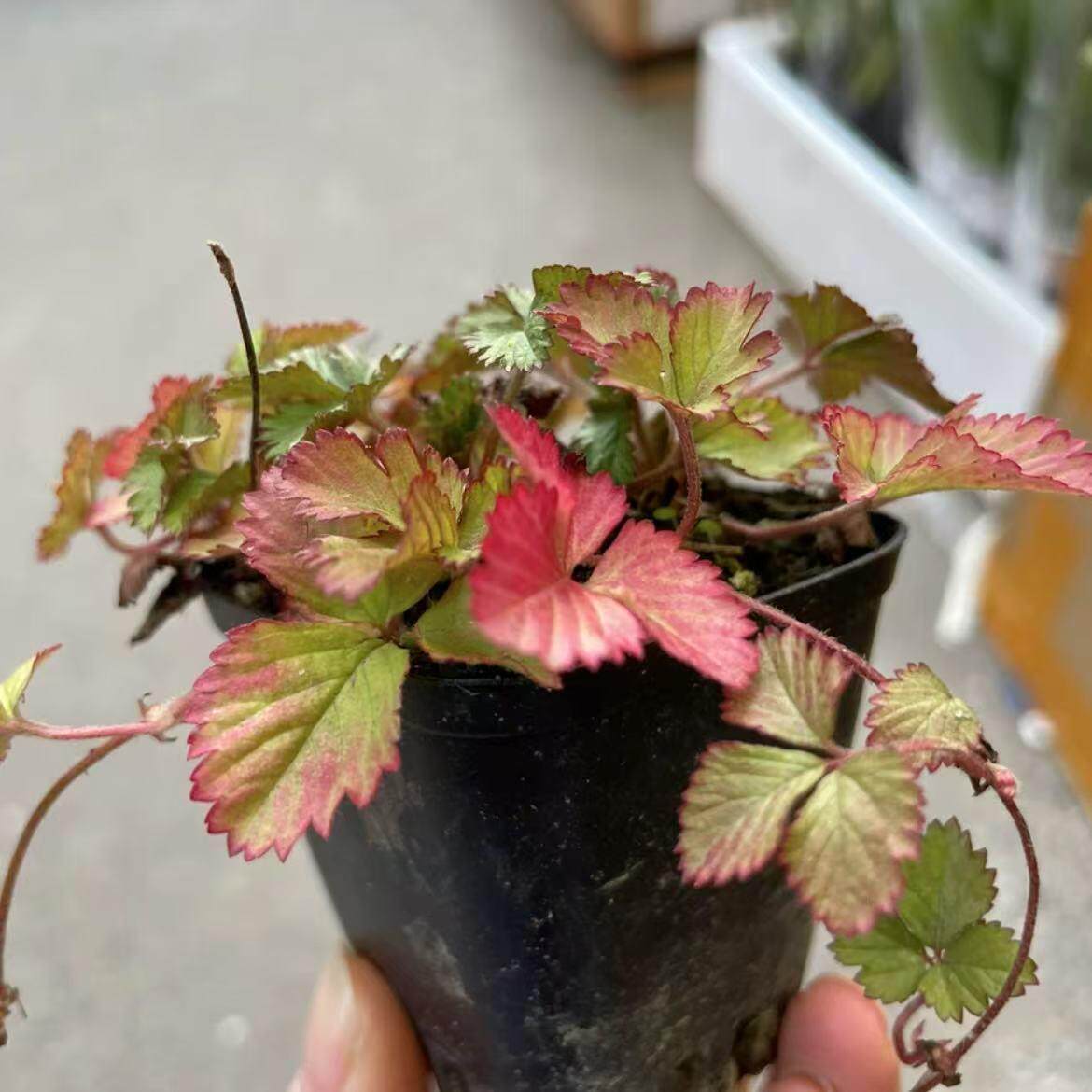 山野草蛇莓 垂吊爬藤 会开花结果 四季好养小盆景盆栽微型小植物