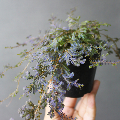 植物蕨类变色蕨微景观迷你耐阴生态瓶绿植水陆雨林缸吸水石假山