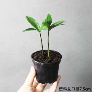 耐阴室内办公室电脑桌上微型迷你小绿植植物小盆景盆栽四季 可水培