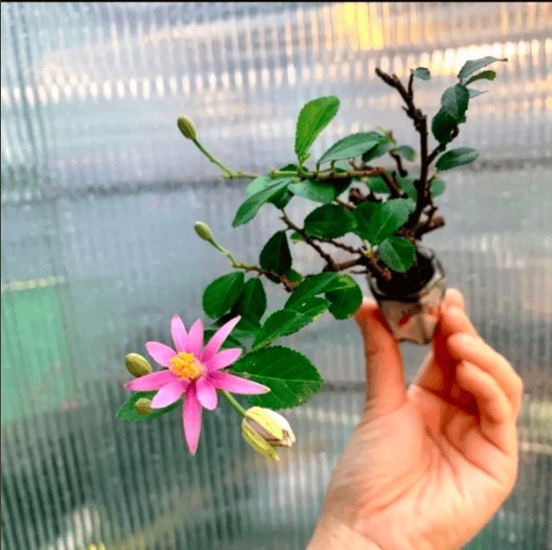 日本开花小盆栽姬水莲木睡莲木