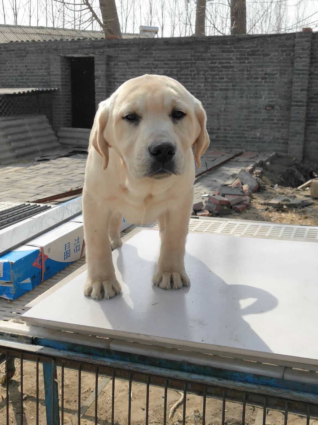 【金涛犬舍】双血统拉布拉多纯种犬疫苗三针出生纸植入芯片驱虫