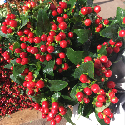 红豆情人节520祝福友情