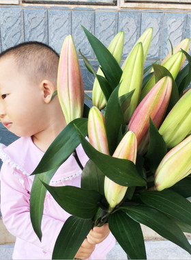 云南昆明基地情人节香水百合花